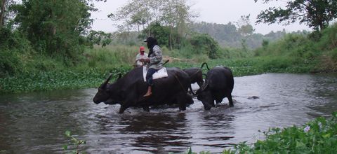 Carabao