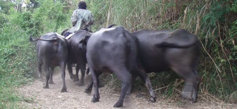 Carabao