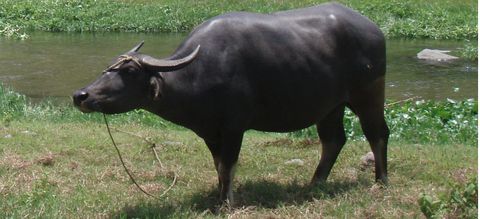 Carabao